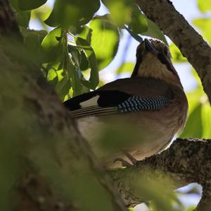 Eurasian Jay