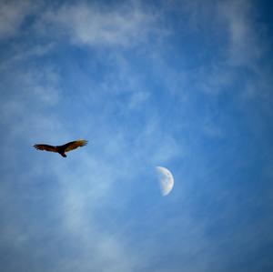 Turkey Vulture