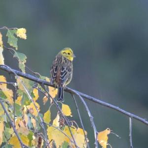 Yellowhammer