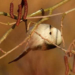 Long-tailed Tit