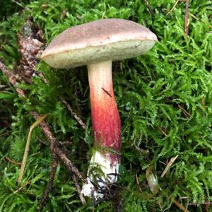 Red-cracked Bolete