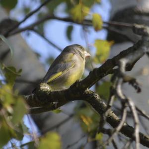 European Greenfinch