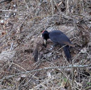 Black woodpecker