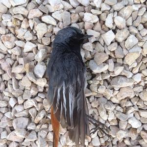 Chestnut-tailed Antbird