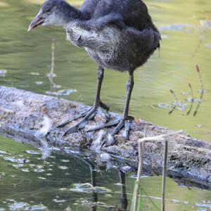 Bläßhuhn