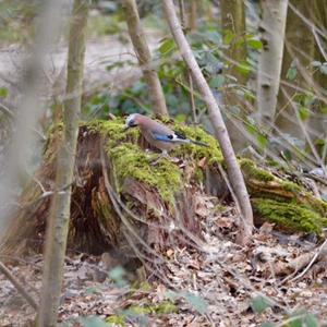 Eurasian Jay