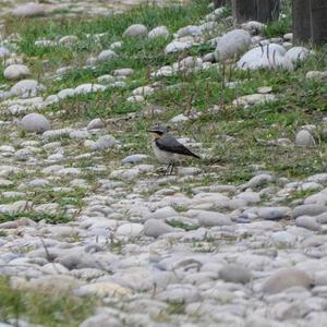 Northern Wheatear