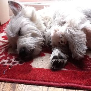 West Highland White Terrier