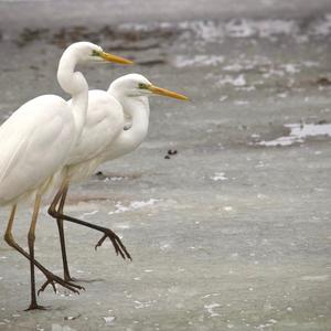 Great Egret