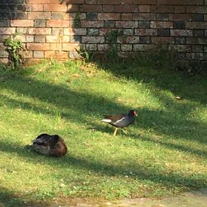 Common Moorhen