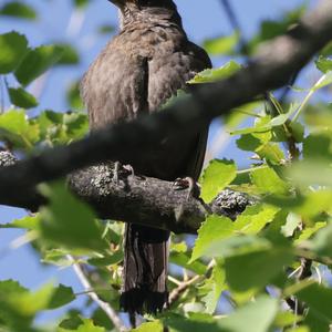 Eurasian Blackbird