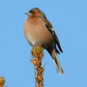 Eurasian Chaffinch