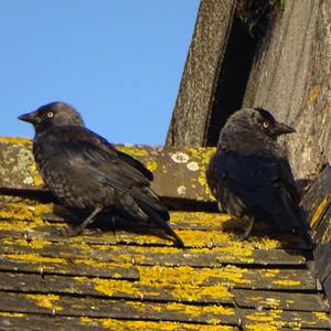 Eurasian Jackdaw