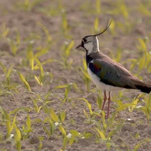 Northern Lapwing