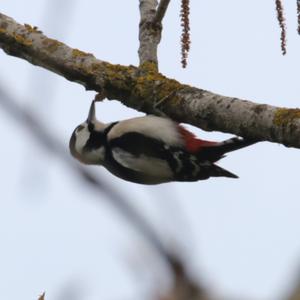 Great Spotted Woodpecker