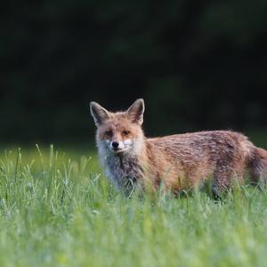 Red Fox