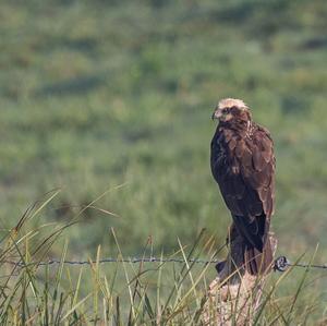 Western Marsh-harrier