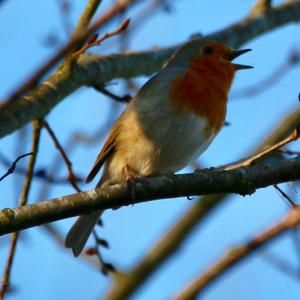 European Robin