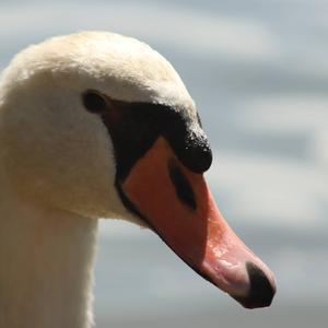 Mute Swan