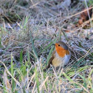 European Robin