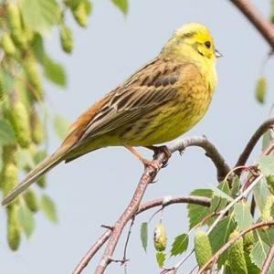 Yellowhammer