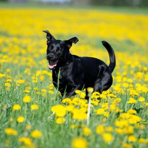 Retriever (Labrador)