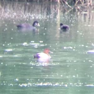 Common Pochard