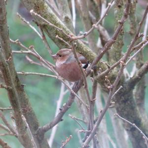 Eurasian Chaffinch