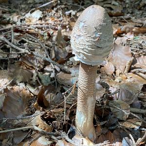 Parasol Mushroom