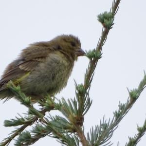 European Greenfinch