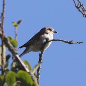 Red-backed Shrike