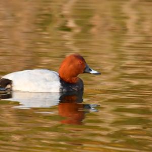 Common Pochard