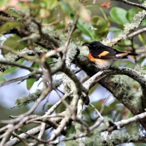 American Redstart