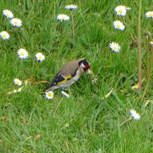 European Goldfinch