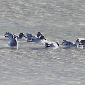 Common Teal