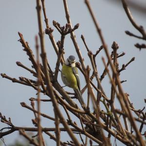 Blue Tit