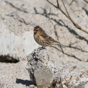 Common Redpoll