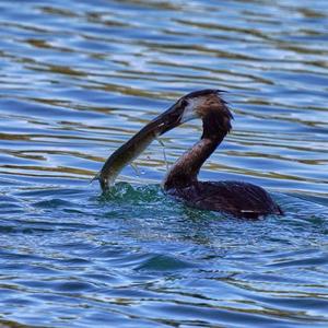 Great Crested Grebe