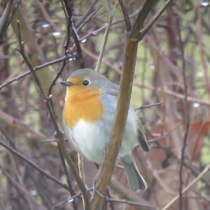 European Robin