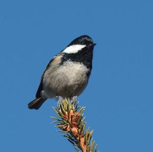 Coal Tit