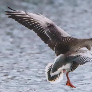 Greylag Goose