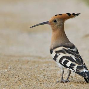 Eurasian Hoopoe