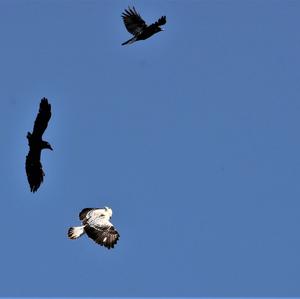 Common Buzzard