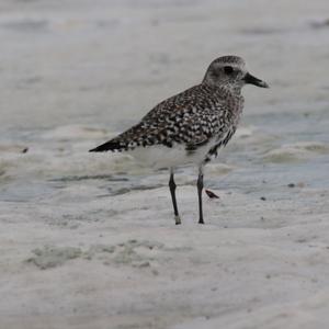 Little Stint