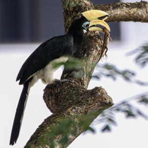 Oriental Pied Hornbill