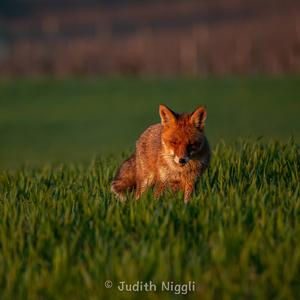 Red Fox