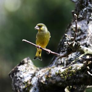 European Greenfinch