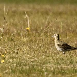 Eurasian Golden Plover