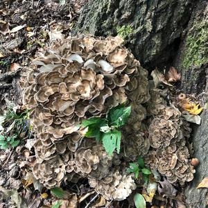 Hen-of-the-Woods