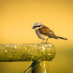 Red-backed Shrike